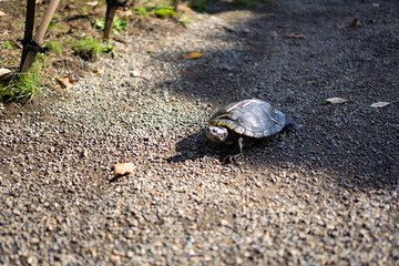 Turtle walking on a street