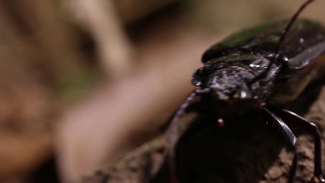 Giant beetle from mexican rainforest, leaving on the soil