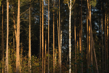 Fototapeta premium Forest with high trees background