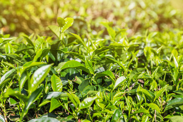 Close up fresh oolong tea leaves or black dragon tea leaves on tree at plantation in the morning