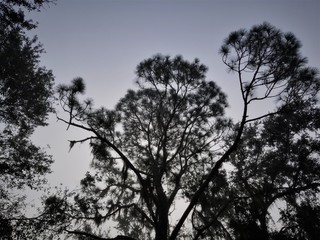 Silhouetted Tree Tops Against Early Morning Sky