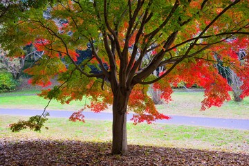 秋の紅葉の景色