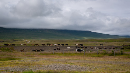 Fototapeta na wymiar Herd of horses under cloudy sky