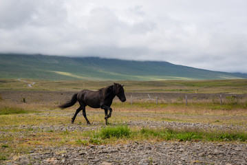 Obraz premium horse in the field