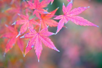 秋の紅葉の景色