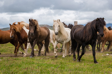 Obraz premium herd of horses on a pasture
