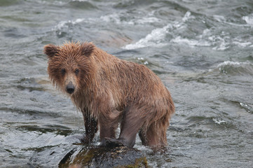 wild brown bear in water, Alaska