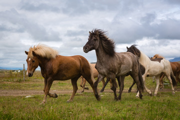 Obraz na płótnie Canvas herd of horses on meadow