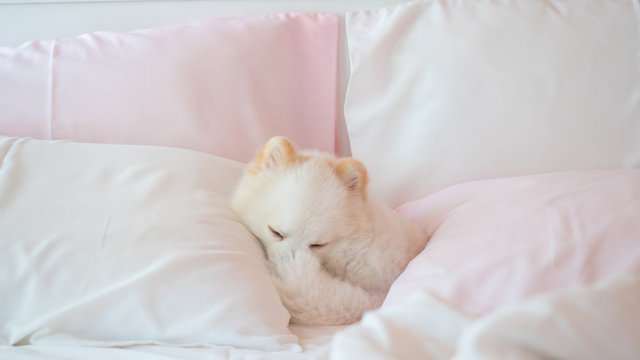 The White Pomeranian Is Sleeping On The Couch