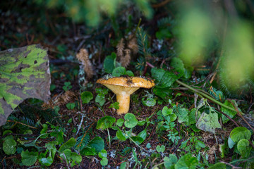 Lactarius deliciosus - Red pine muschroom or saffron milk cap