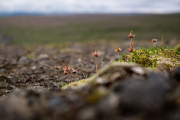 field of wild flowers