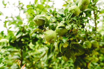 Green lemons hanging from the lemon tree on a rainy day.