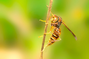 Paper wasp perched on a branch 
