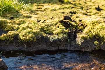Hoof prints in the moss