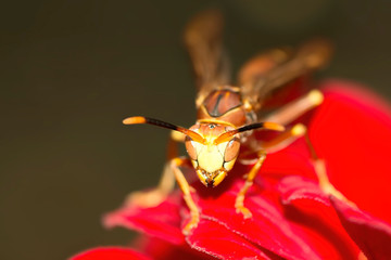Pater wasp perched on a red plastic