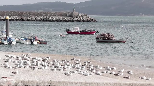 Gaviotas en un muelle