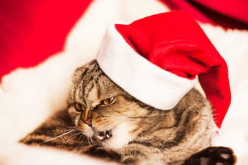 christmas cat in red Santa Claus hat