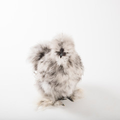 Splash Silkie Rooster