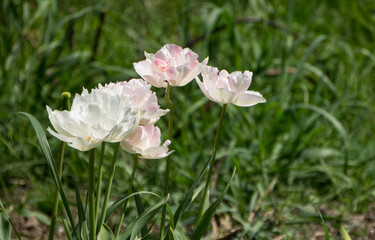 natural background with tulips on the flower bed