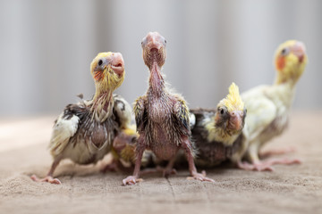 Close up shot of beautiful miniature Cockatiel chicks playing and searching for feeding.
