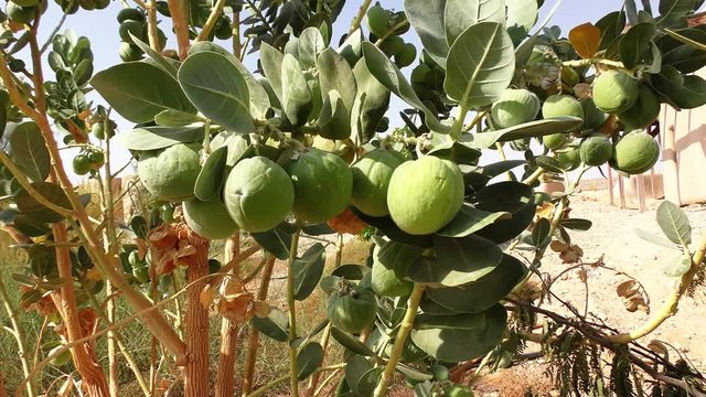 Fruits of Apple of Sodom, Calotropis procera, a tree in the desert