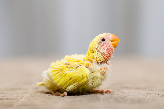 Close up shot of beautiful miniature Rosy faced lovebird chick playing and searching for feeding.