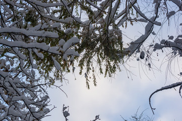 snow-covered branches and trees in the city park