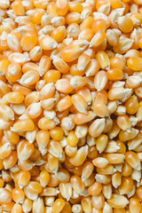 Dry corn kernels to make popcorn