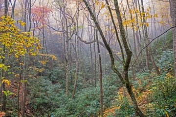 Fog lies around a valley of yellow leaves and green Rhododendron bushes in the Smoky Mountains.