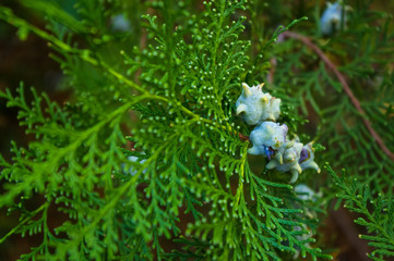 Incense cedar tree Calocedrus decurrens branch close up.