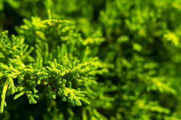 Fototapeta premium Incense cedar tree Calocedrus decurrens branch close up.