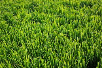 Rice field background