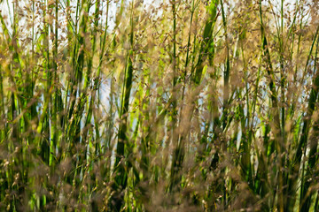 Beutiful Pennisetum alopecuroides - ornamental grass, fountain grass, selective focus.