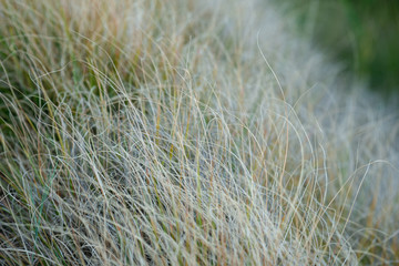 Beutiful Pennisetum alopecuroides - ornamental grass, fountain grass, selective focus.