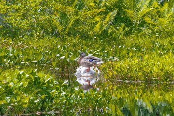 Scenery at Norikura Kogen