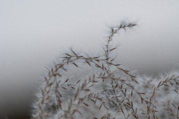 winter is coming_common reed also knows
