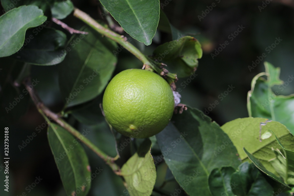 Wall mural fresh lemon in the garden