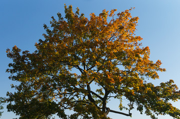 Obraz premium Autumn Tree Colors