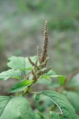 fresh green amaranthus viridis tree in nature garden