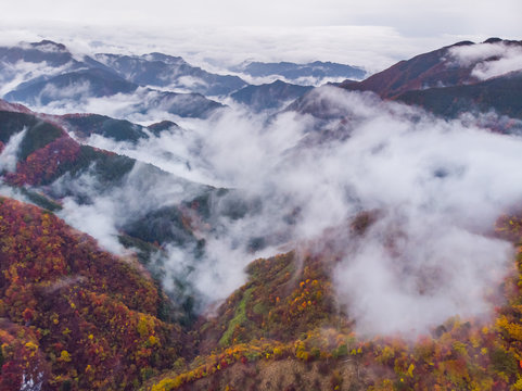 Fototapeta 紅葉と霧　Sea of ​​clouds and autumn colors of Japan