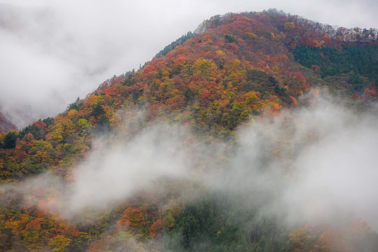 Fototapeta 紅葉と霧　Sea of ​​clouds and autumn colors of Japan