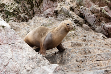 Obraz premium South American Sea Lion