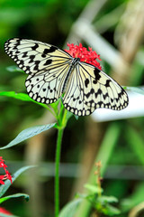 植物園の蝶