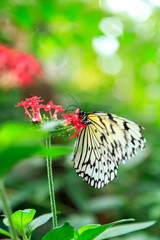 植物園の蝶