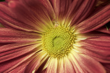Macro view of a single crimson color chrysanthemum blossom with yellow eye disk