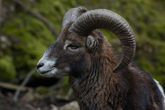 Mufflon 1