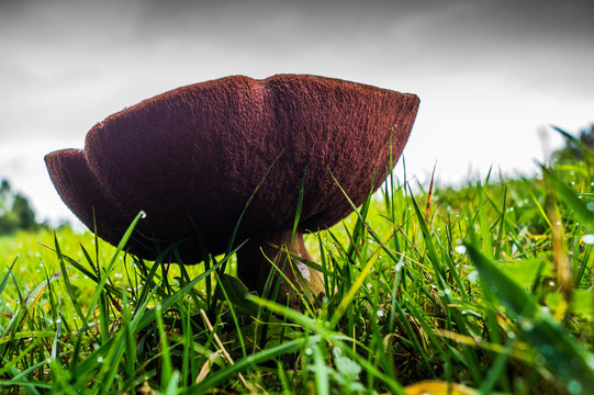 Pilz auf Wiese