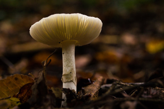Pilz im Wald