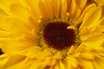 Macro view of a single yellow chrysanthemum blossom with brown eye disk