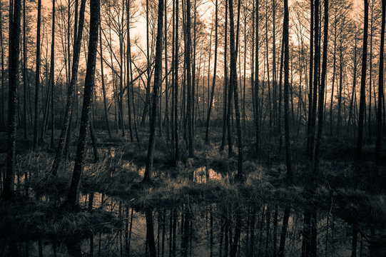 Nebelwald